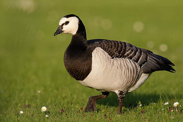 Canada goose outlet germany yellow